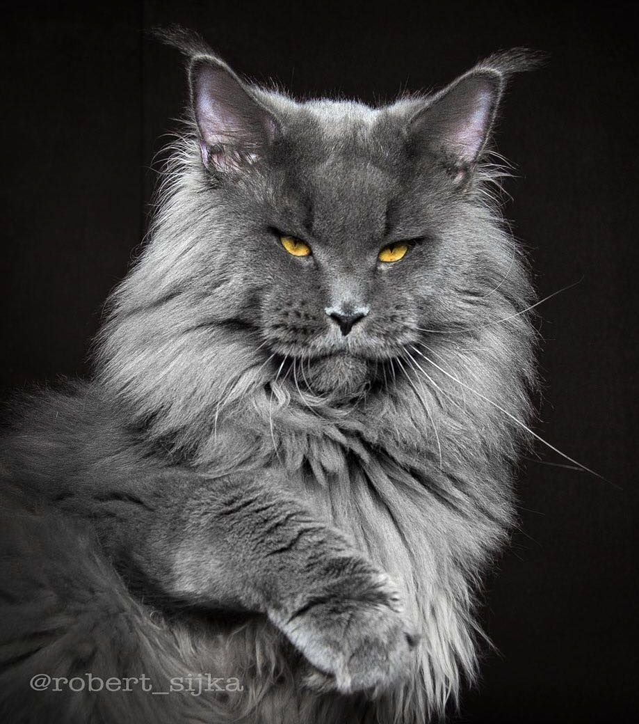 Кошка Мейн кун