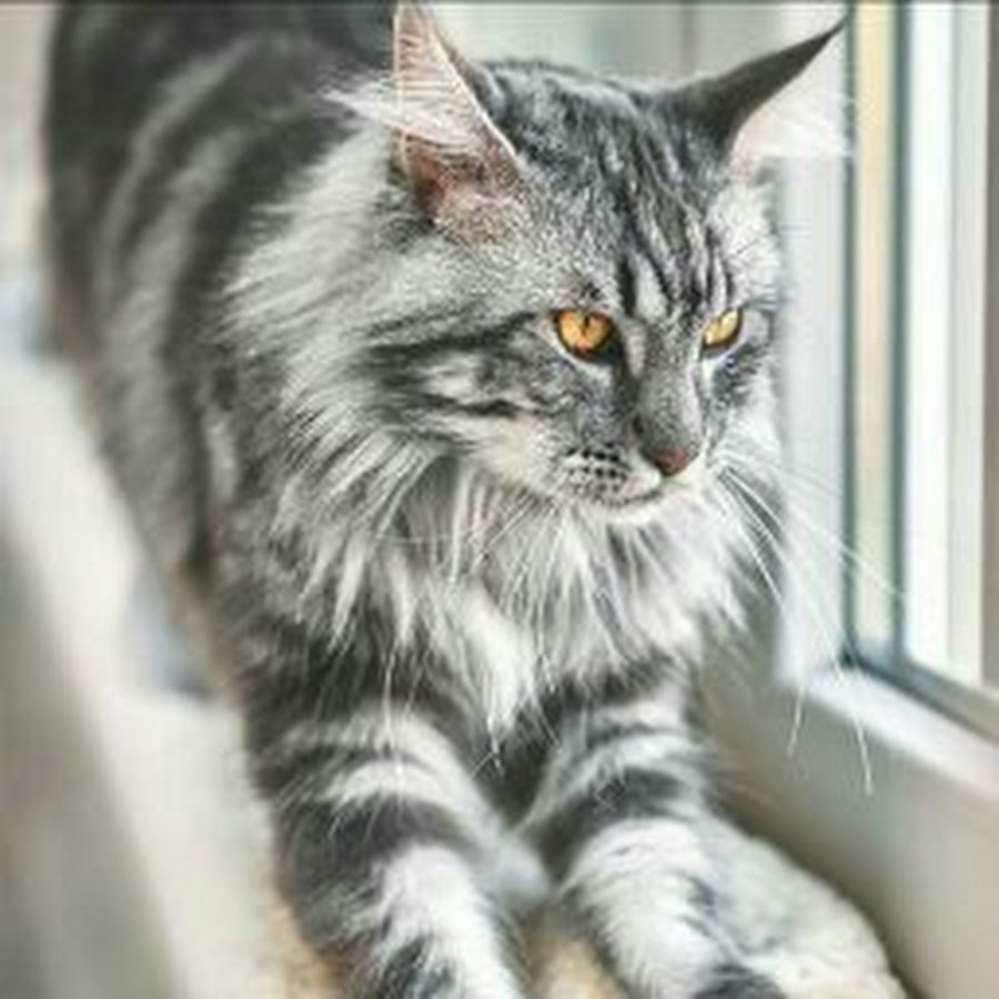 Мейн кун серый