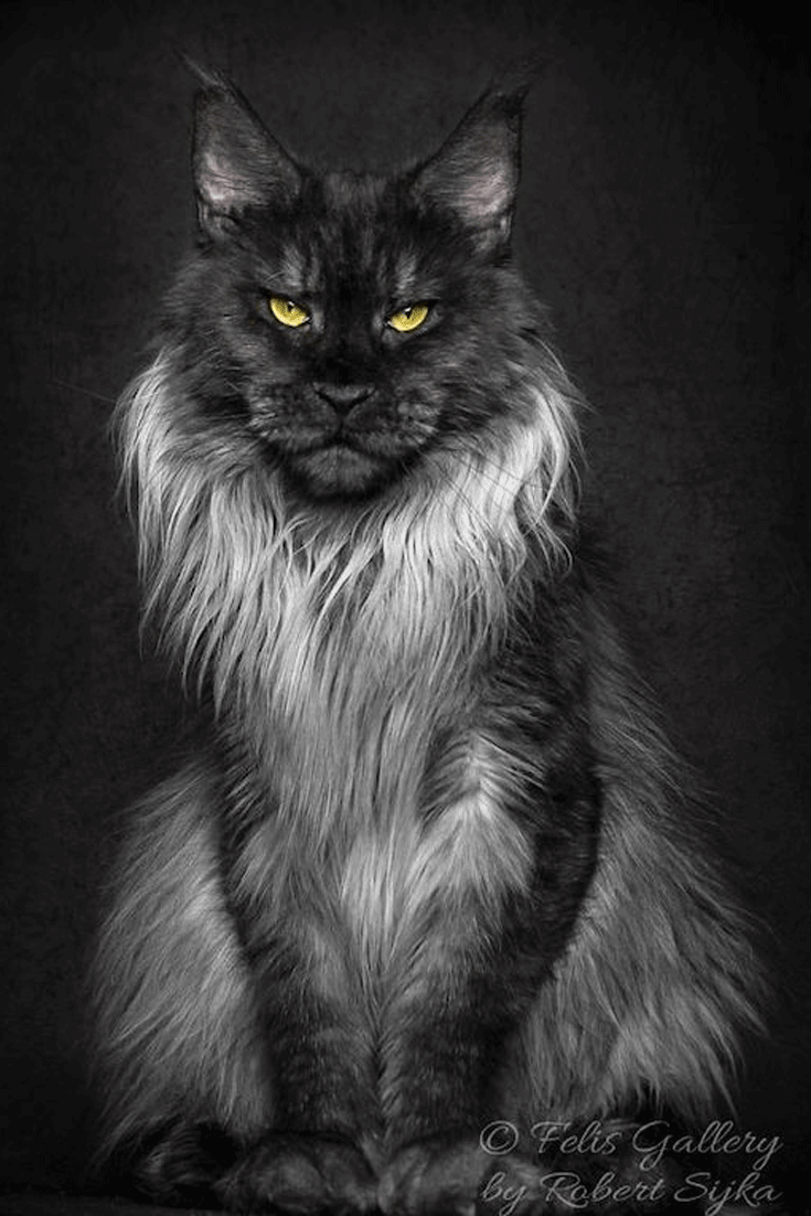 Мейн кун пепельный