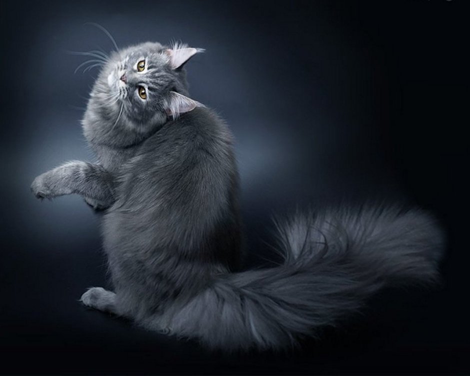 Мейн кун серый дымчатый