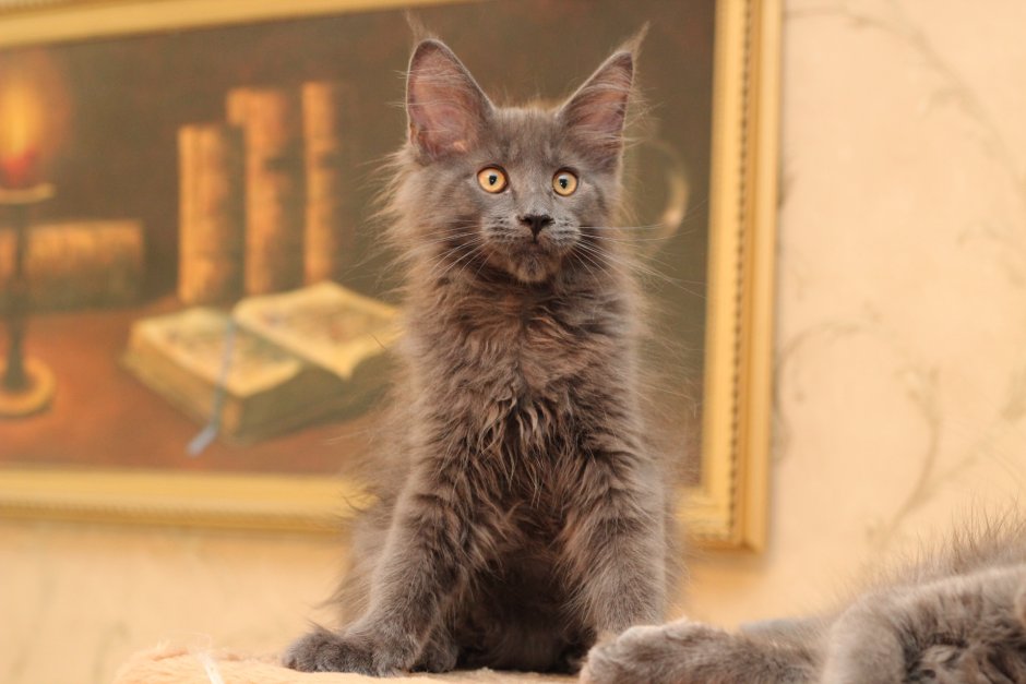 Кот Мейн кун дымчатый