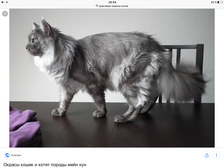 Мейн кун серый