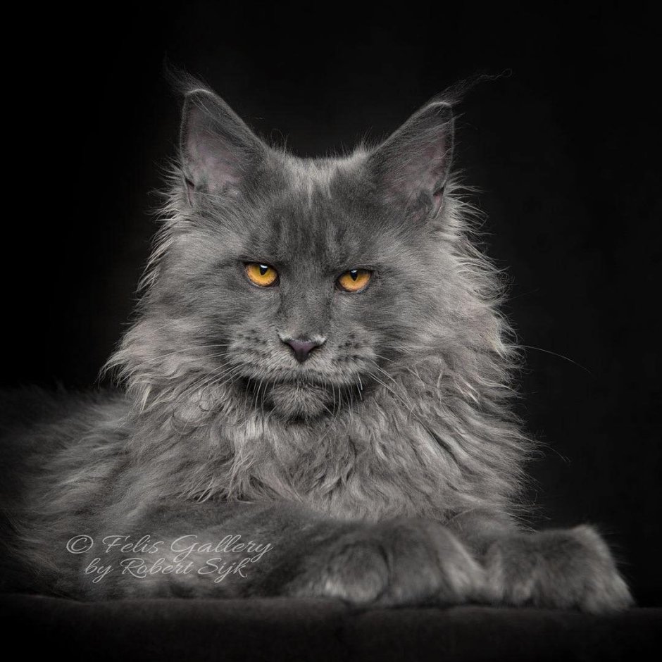 Кот Мейн кун серый