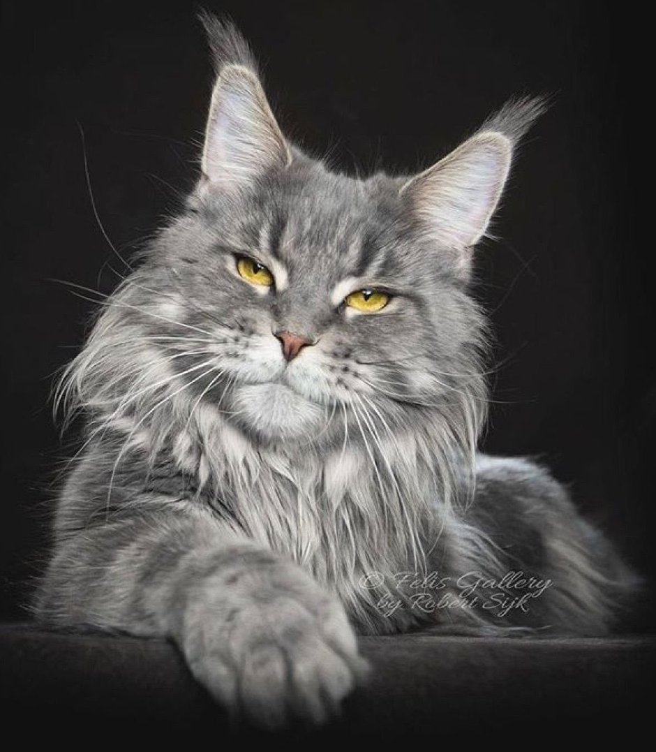 Кошка Мейн кун дымчатая