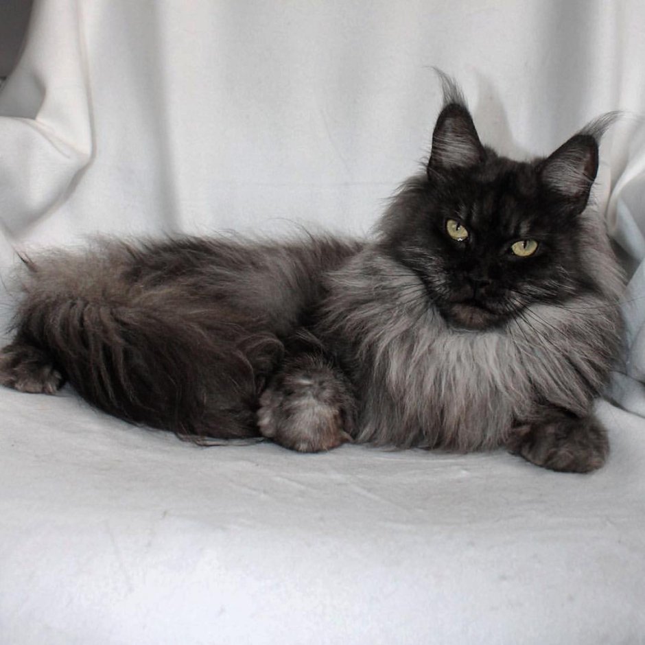 Серебристый кот Мейн кун