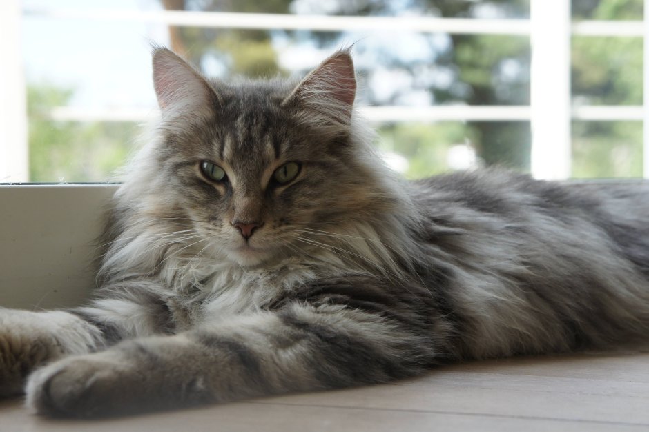 Мейн кун черный табби