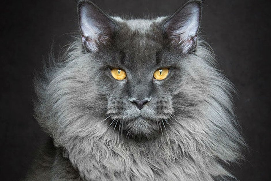 Мейн кун серебристый