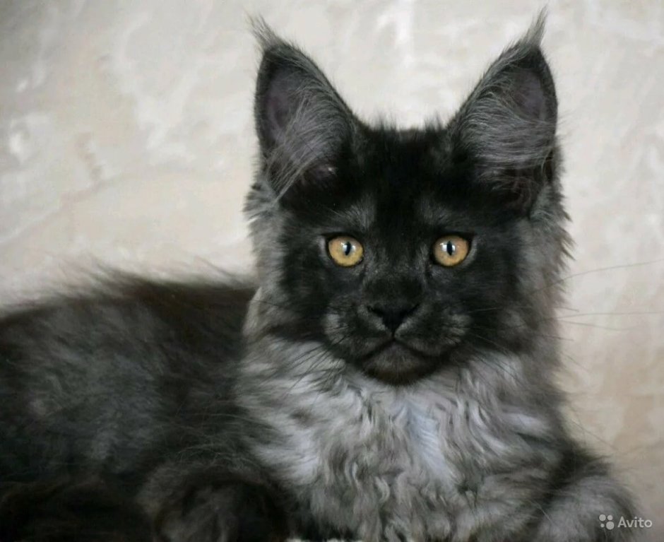 Мейн кун серый