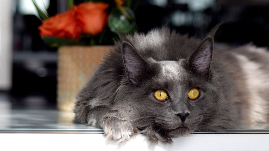 Черная кошка Мейн кун