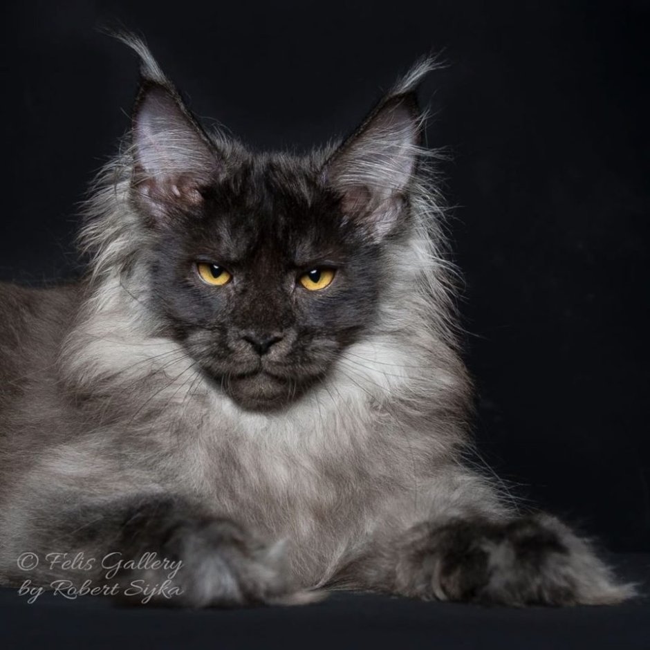 Мейнкун кот Бегемот