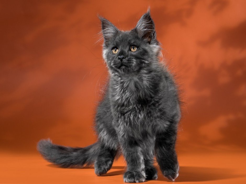 Мейн кун голубой тикированный Солид