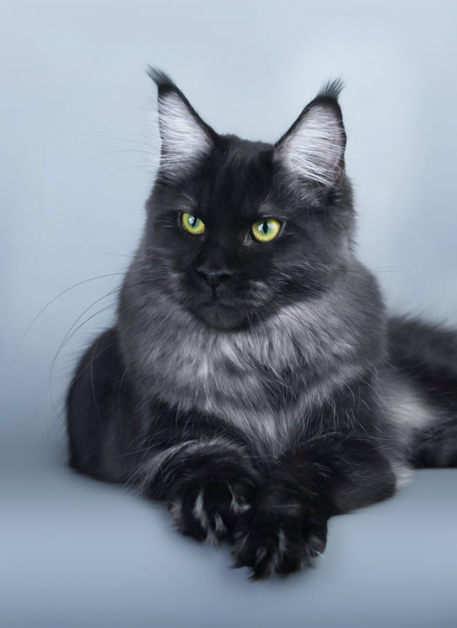 Серый Мейн кун котенок