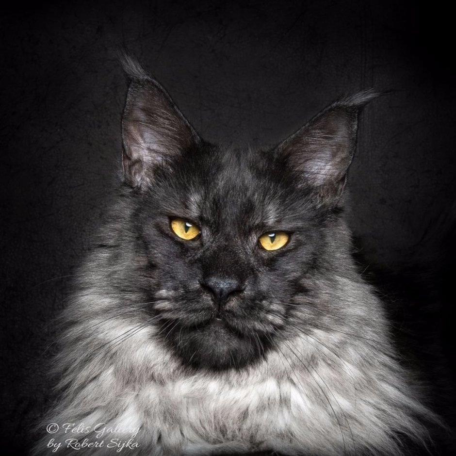 Норвежская Лесная кошка дымчатая