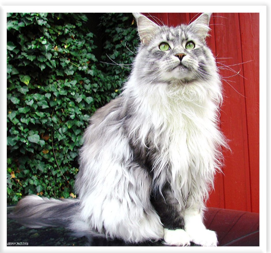 Крупный серый Мейн кун