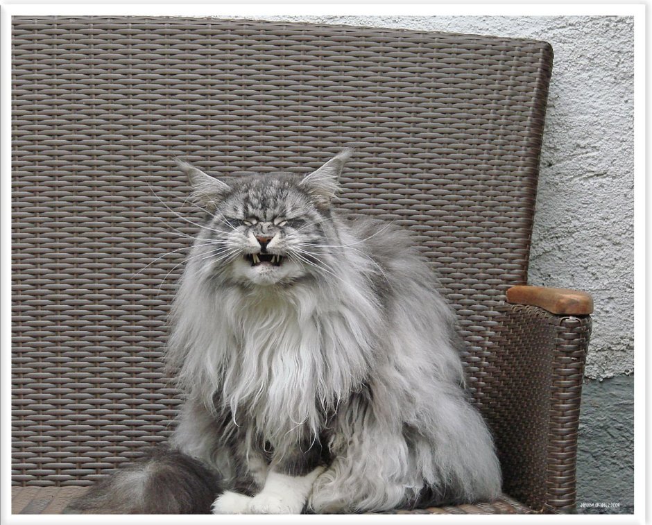 Мейн кун голубой Солид