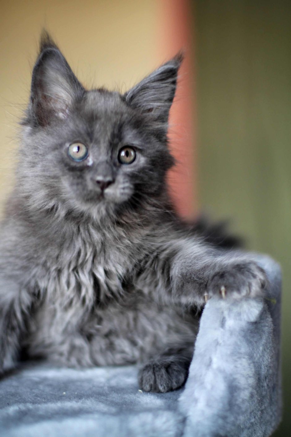 Мейн кун серебристый