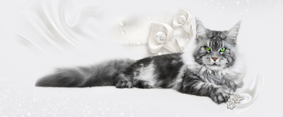 Черный серебристый мраморный Мейн кун