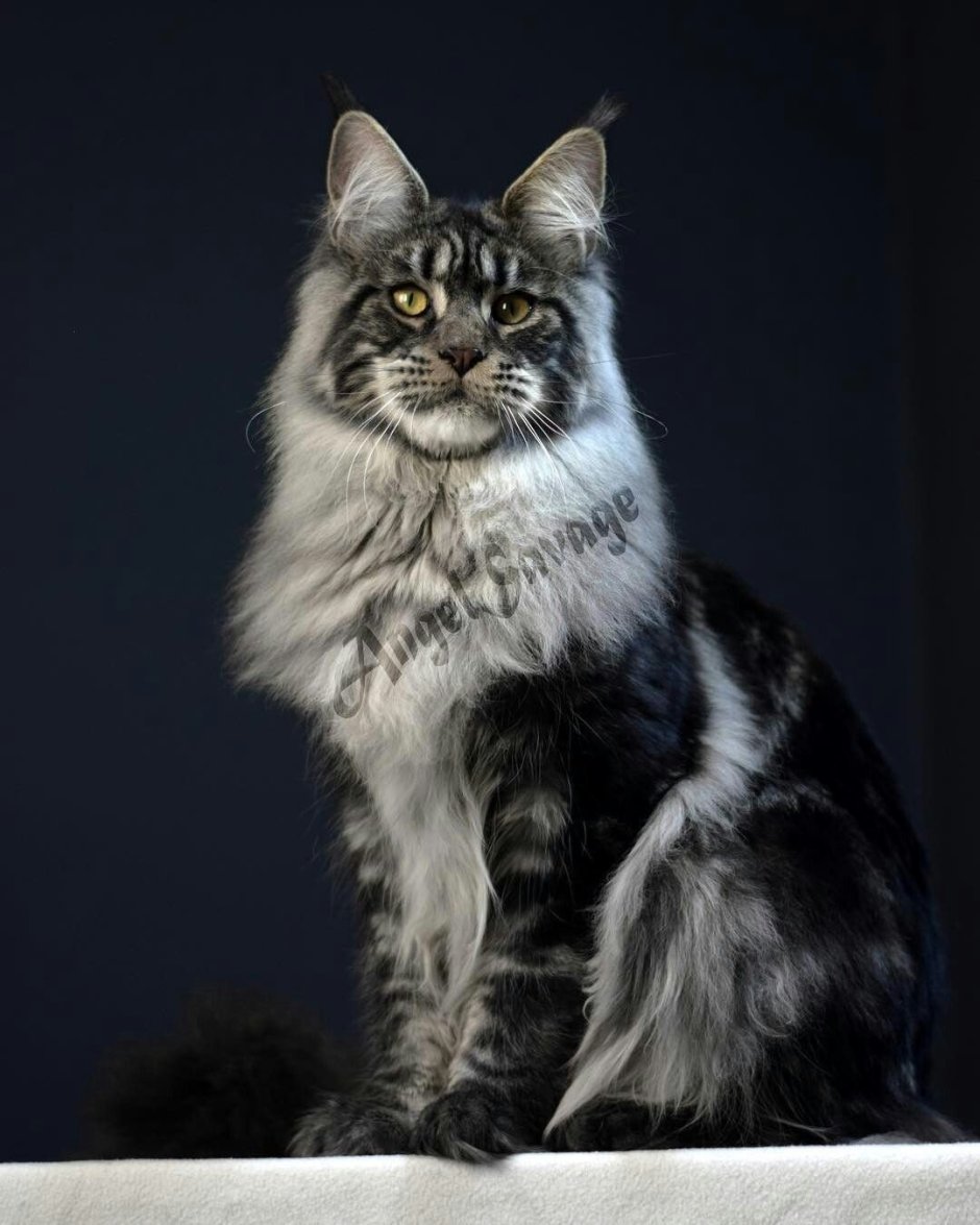 Мейн кун дымчатый