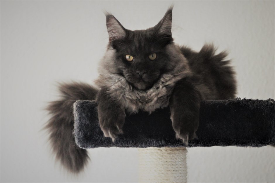 Кот Мейн кун черный