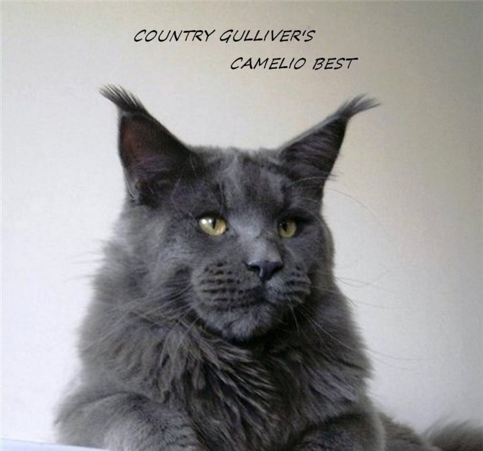 Сибирский Нибелунг длинношерстный