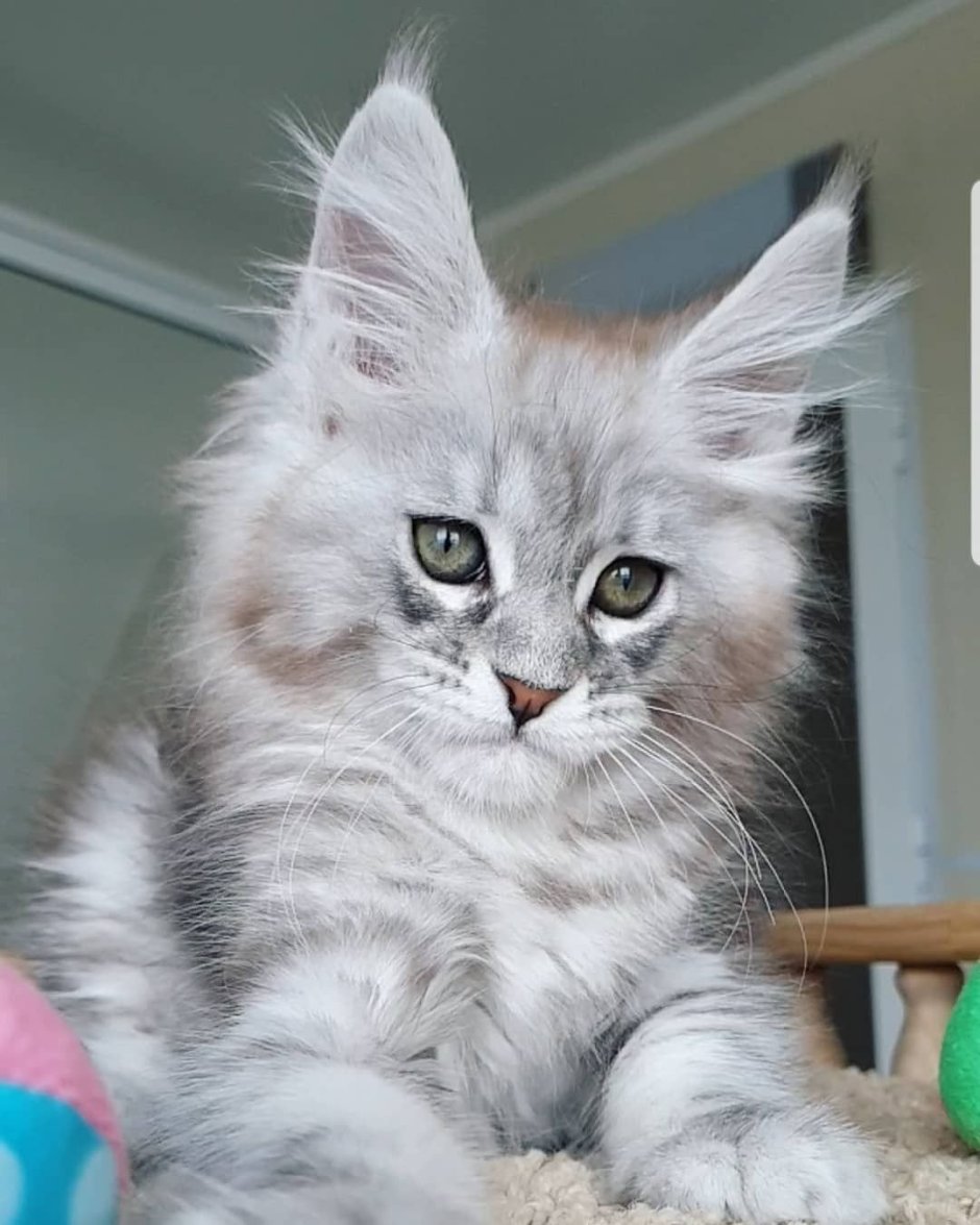 Серый Мейн кун зима