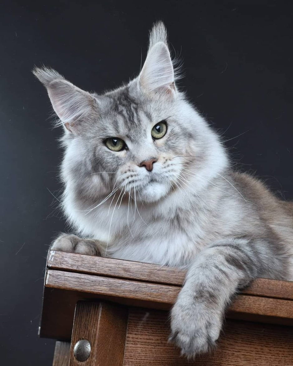 Серый Мейн кун котенок