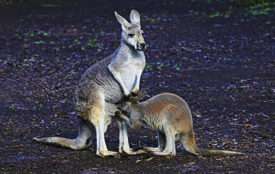 Млекопитающие звери