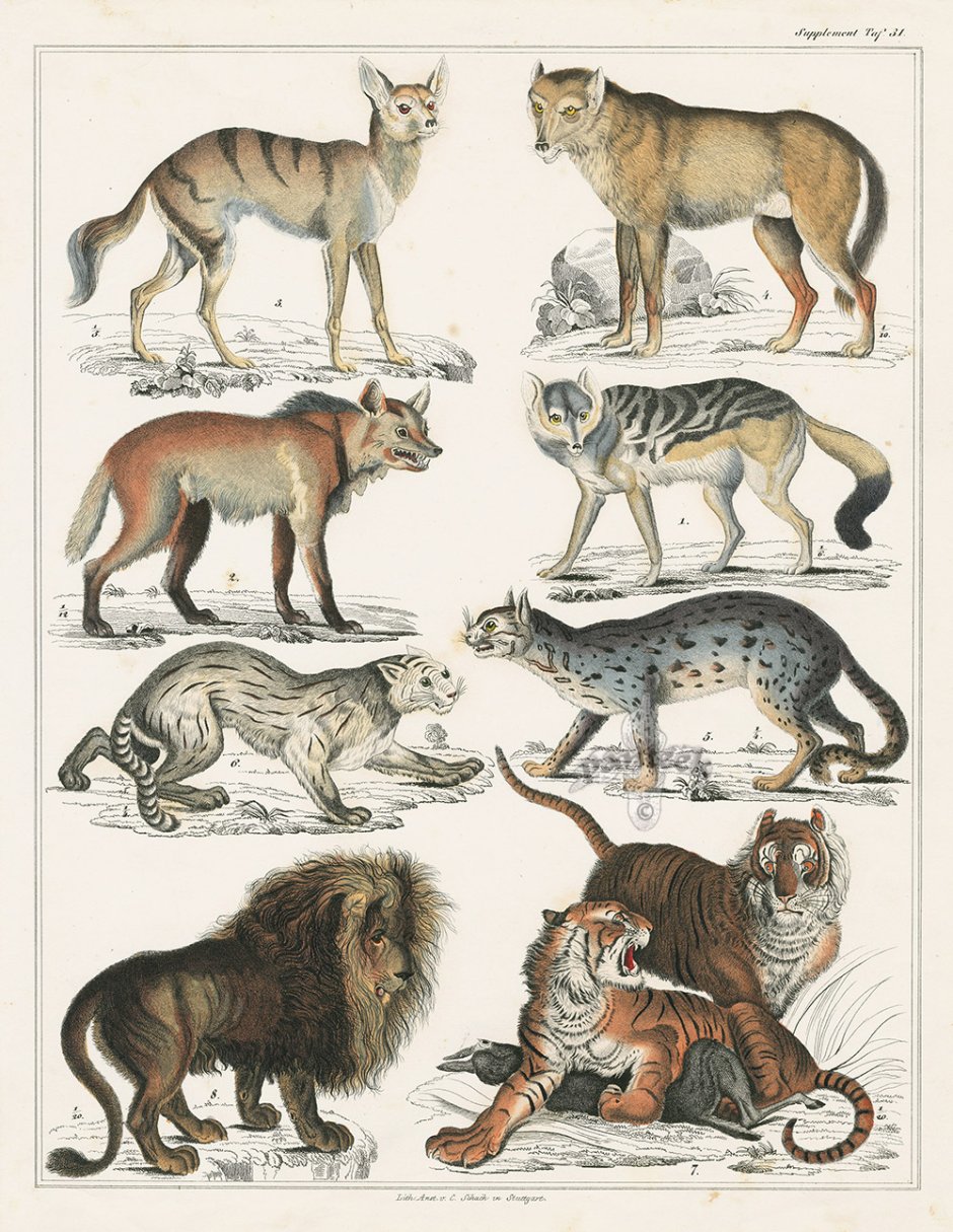 Плакат. Млекопитающие