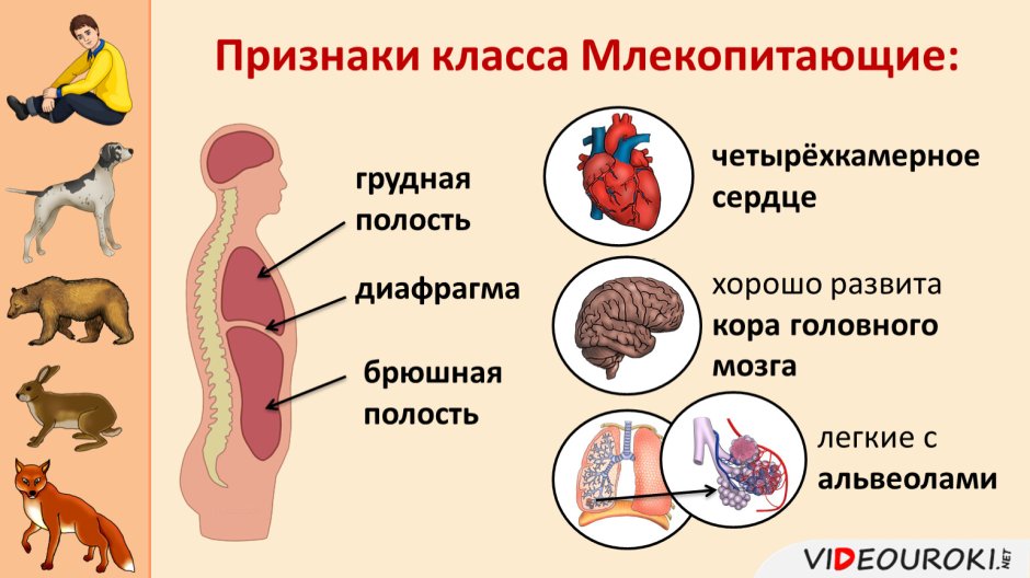 Признаки класса млекопитающих