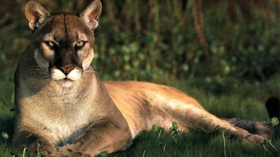 Puma concolor costaricensis