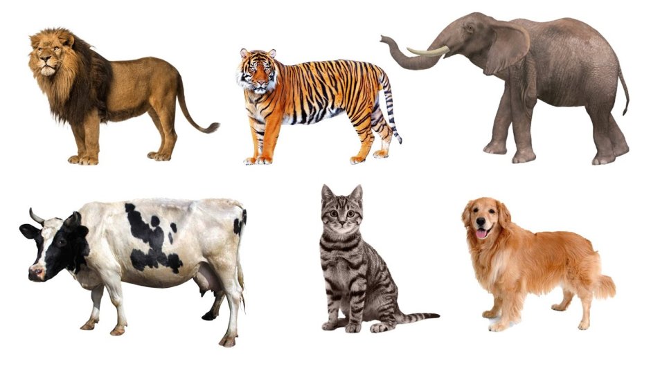 Дикие животные