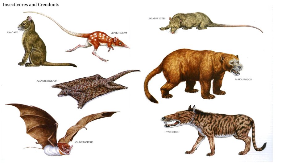 Эволюция доисторических животных