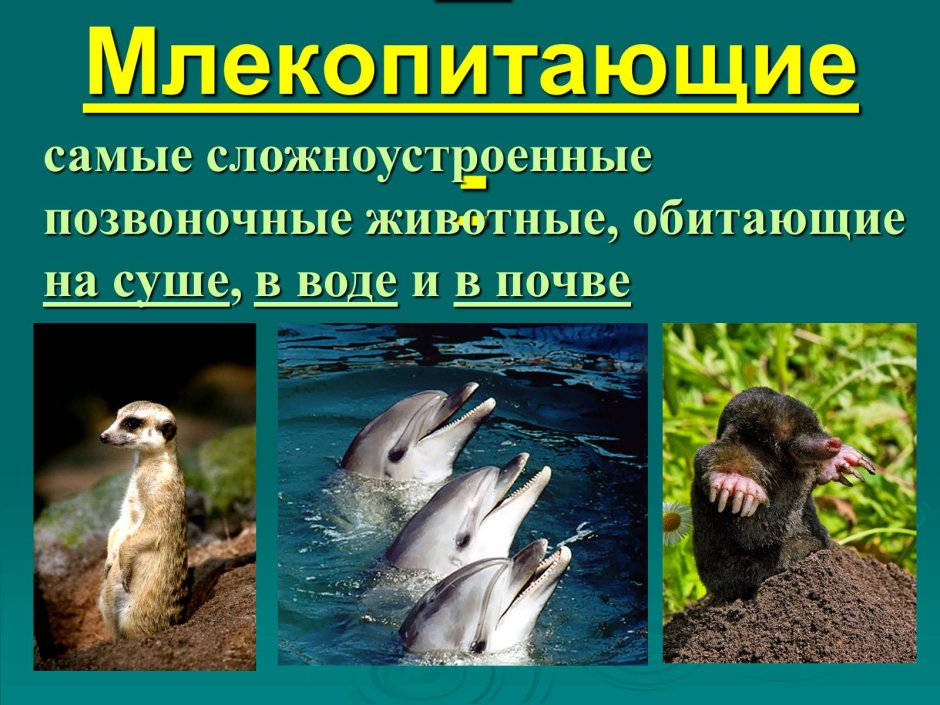 Млекопитающие звери презентация