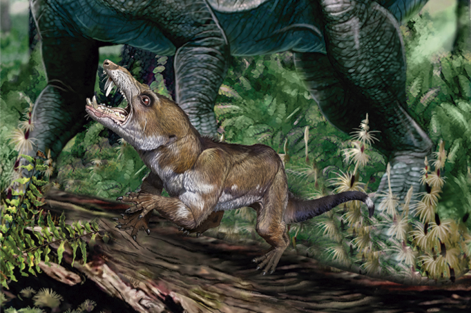 Цинодонты в Триасовый период