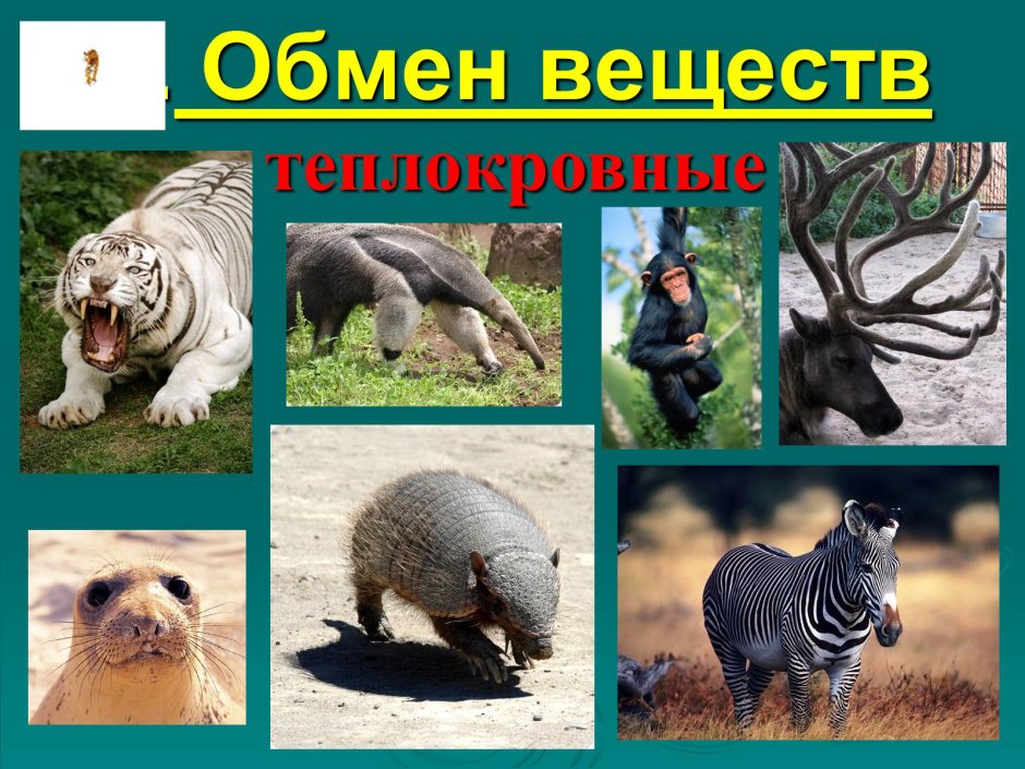 Класс млекопитающие фото