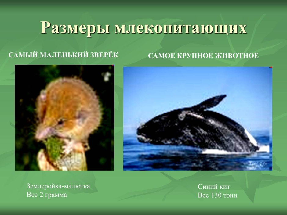 Презентация на тему млекопитающие
