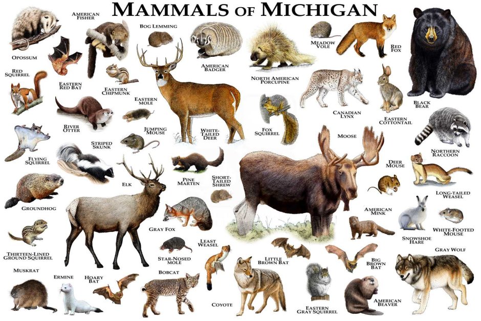 Дикие млекопитающие список