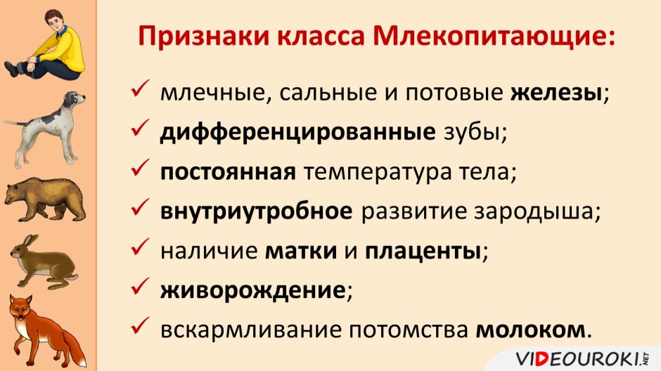 Признаки класса млекопит