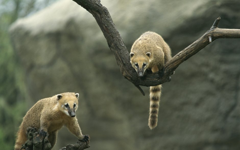 Сумчатый енот коати