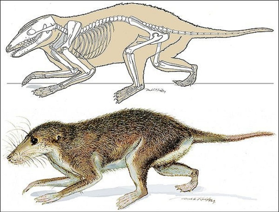 Первые млекопитающие мезозойской эры