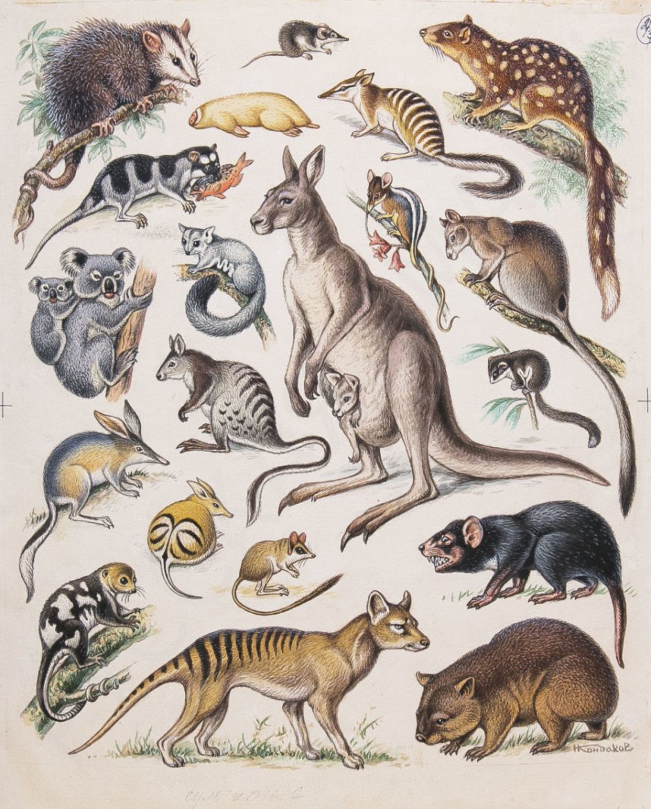 Сумчатые млекопитающие