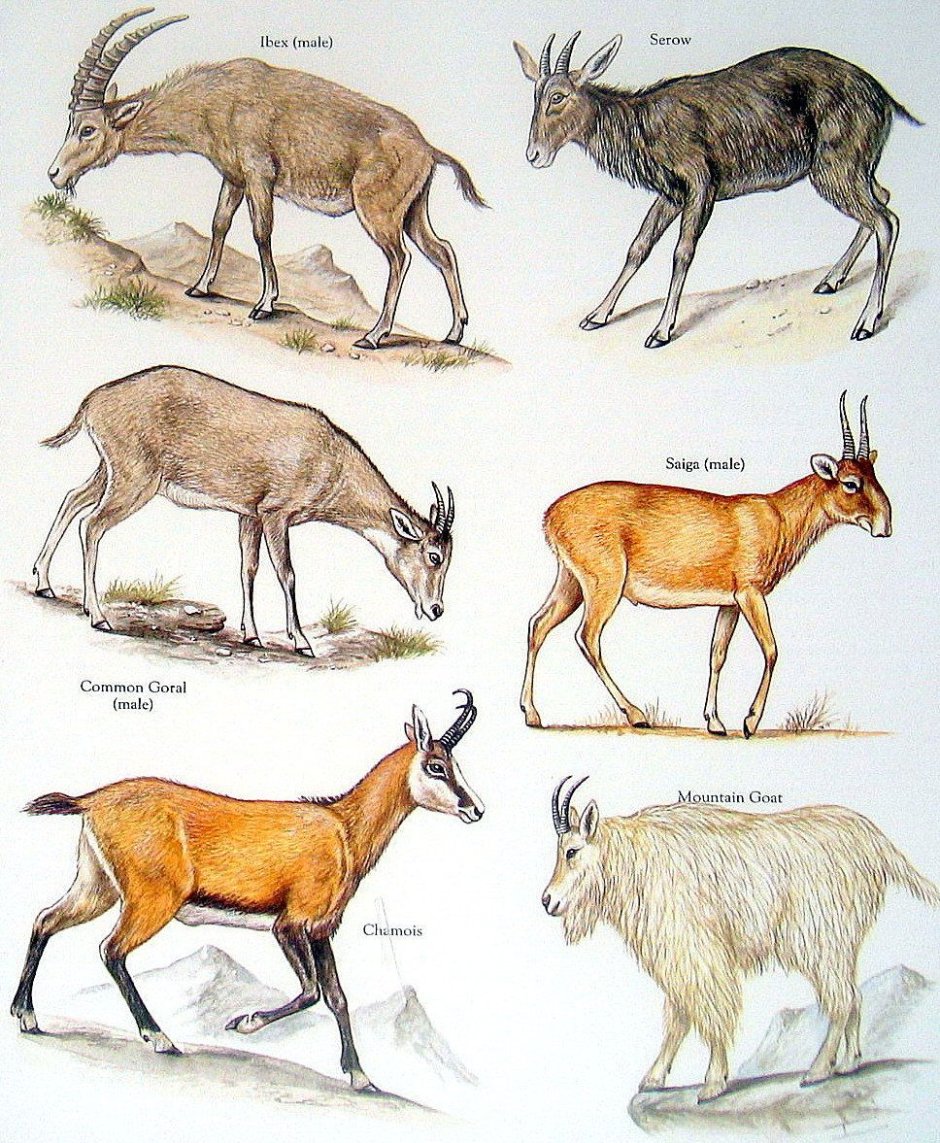 Разновидности диких Козлов