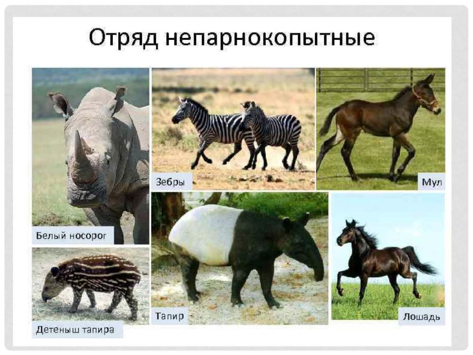 Непарнокопытные млекопитающие представители