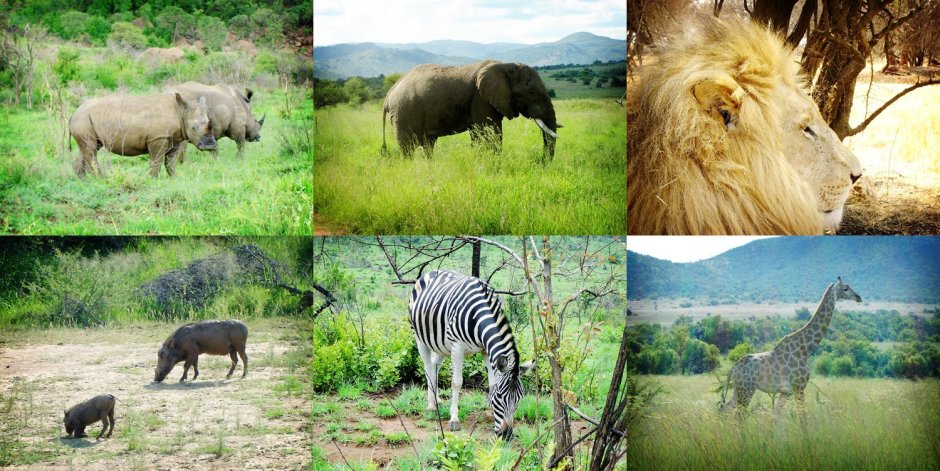 Парнокопытные млекопитающие коллаж