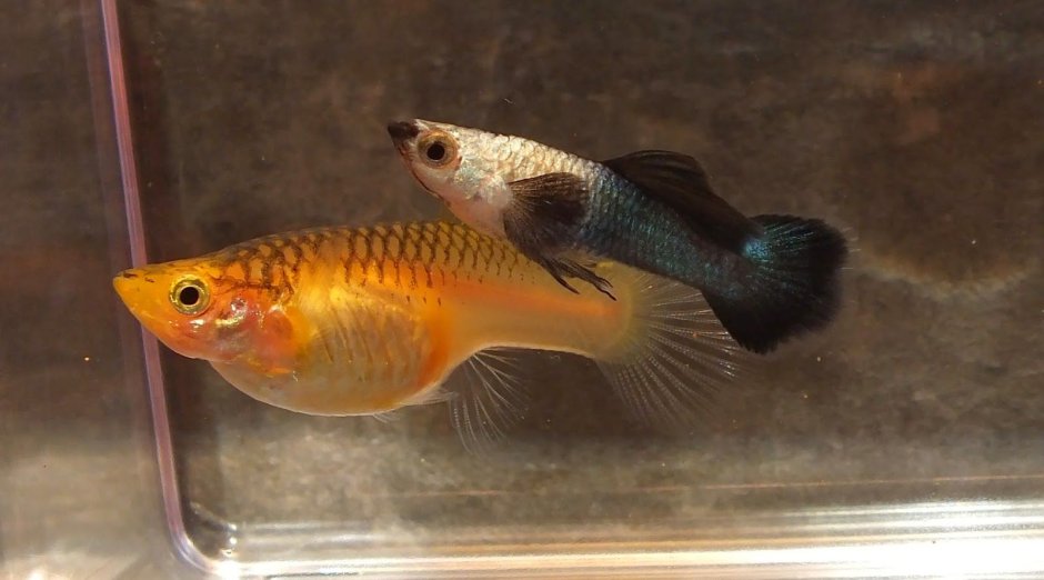 Гуппи Панда Guppy Panda