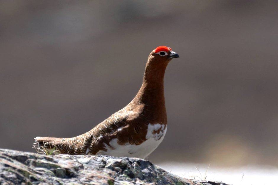 Серая куропатка (Perdix Perdix)