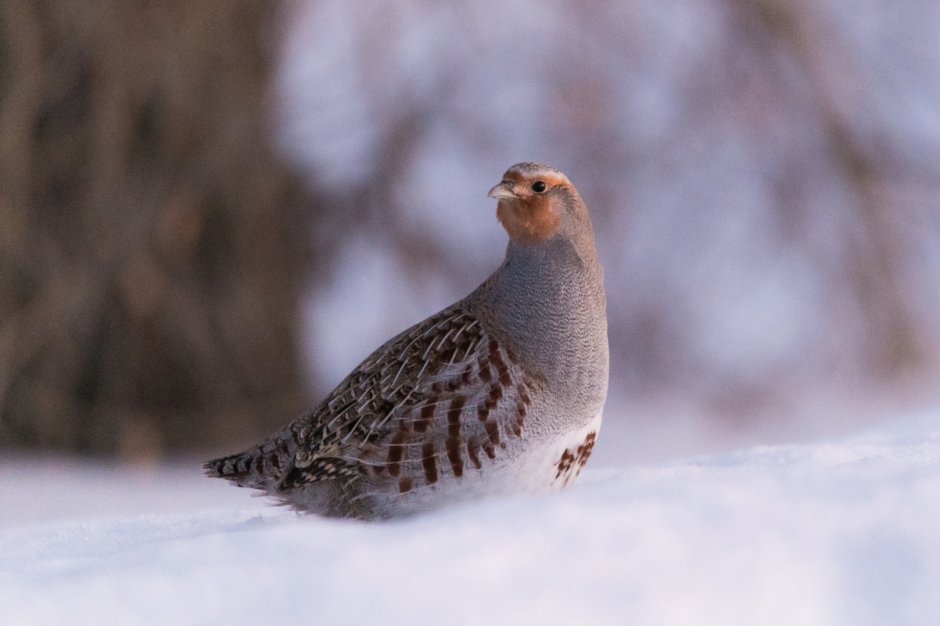 Willow Ptarmigan