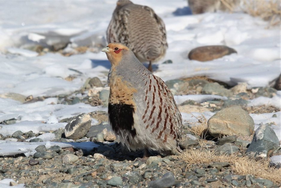 Серая куропатка (Perdix Perdix)