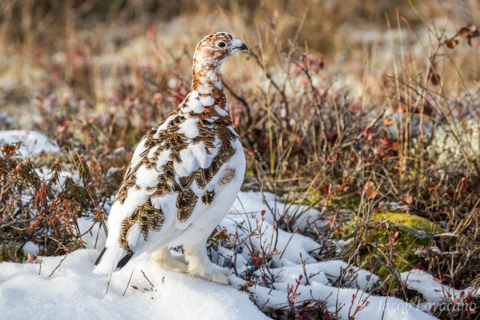 Бородатая куропатка (Perdix dauurica)