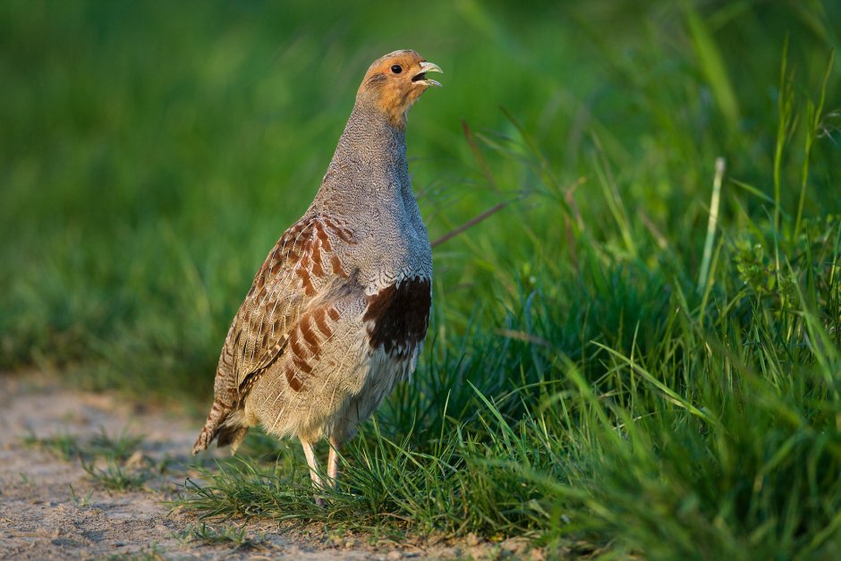 Бородатая куропатка (Perdix dauurica)